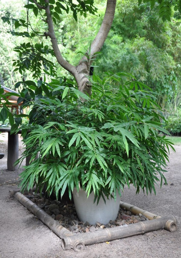 bamboo-chinesedwarf1