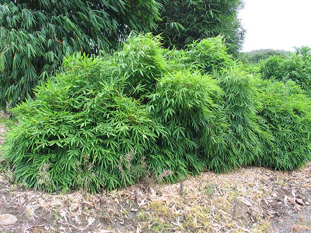 bamboo-chinesedwarf2