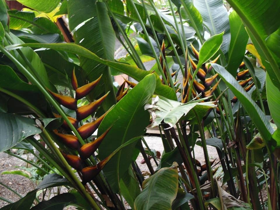 Clump of Chocolate Dancer Heliconias