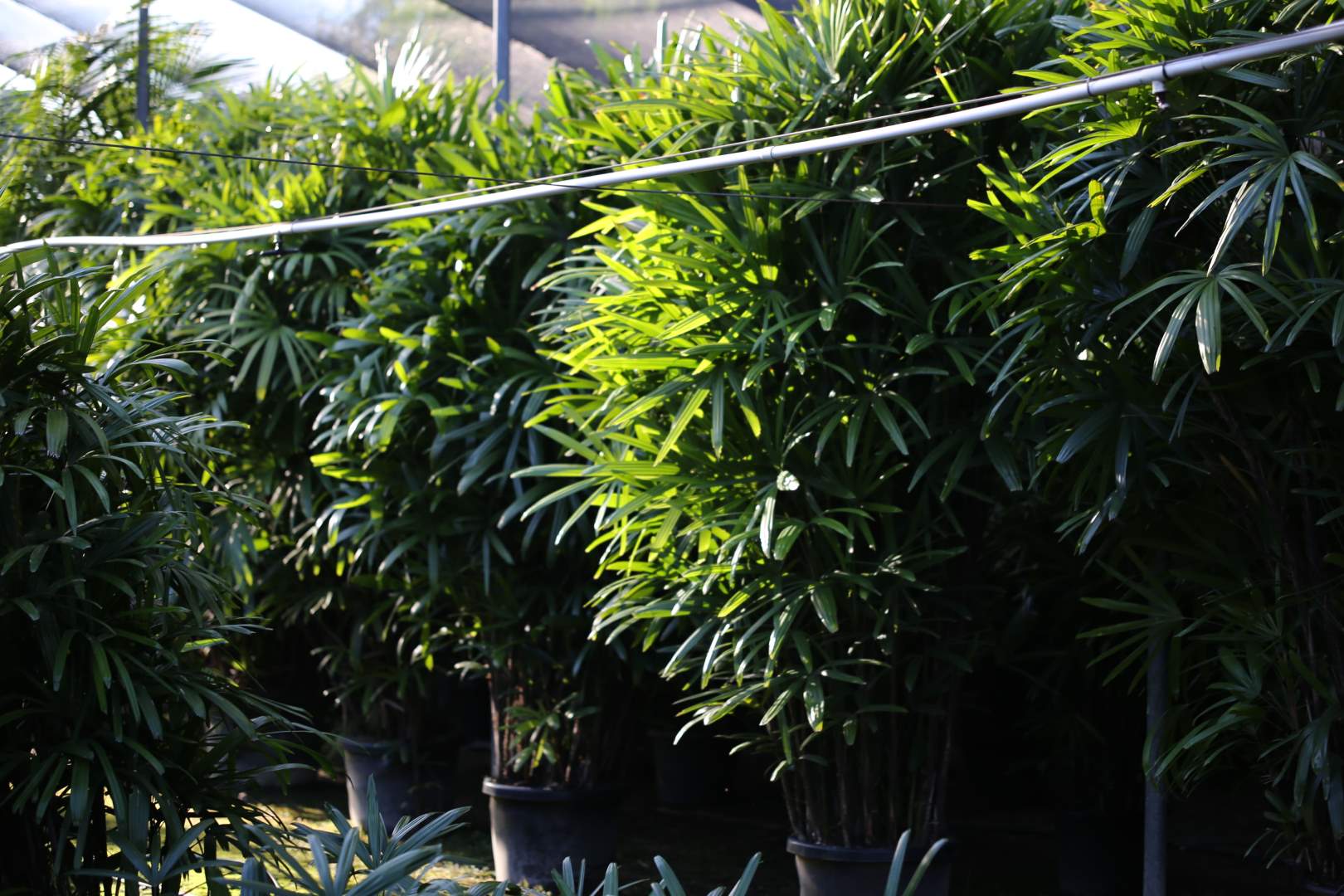Row of Rhapis Palms at Oxley Nursery, Brisbane