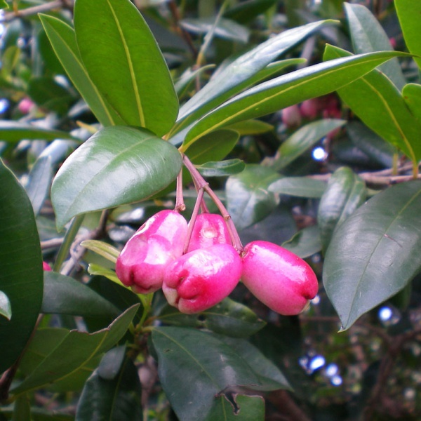 Lillypilly fruits