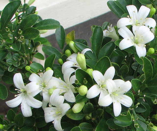 Murraya flowers