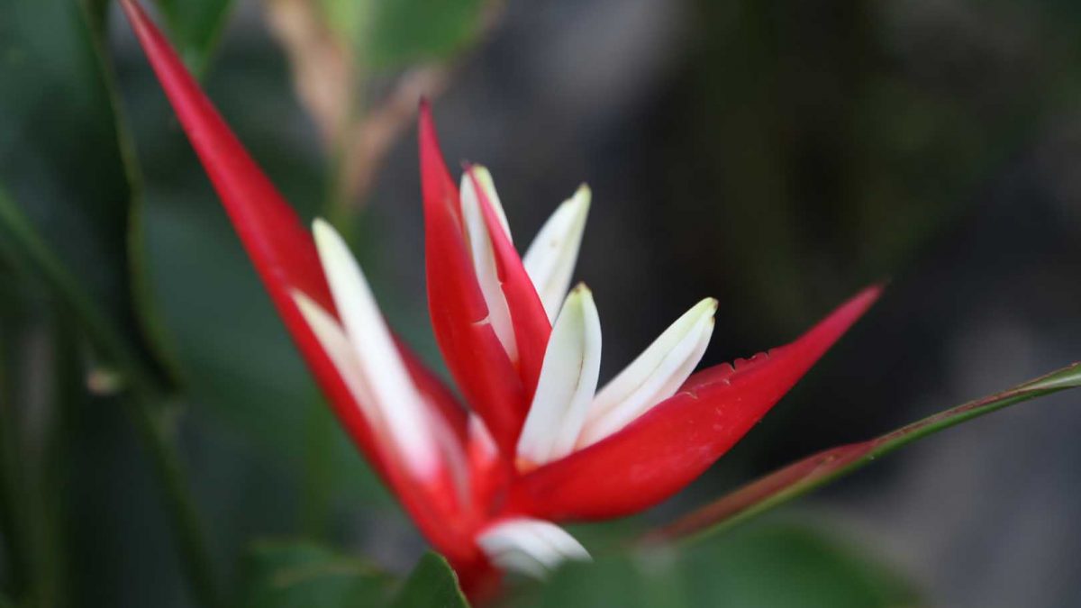 Heliconia flower