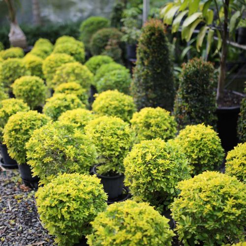 Shaped hedging plants