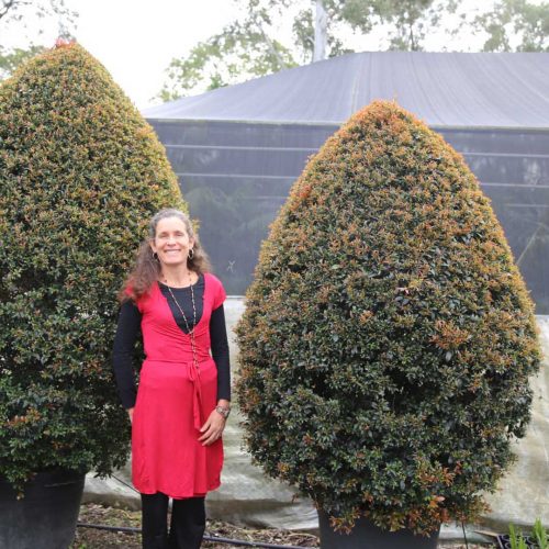 Large Lillypilly topiary