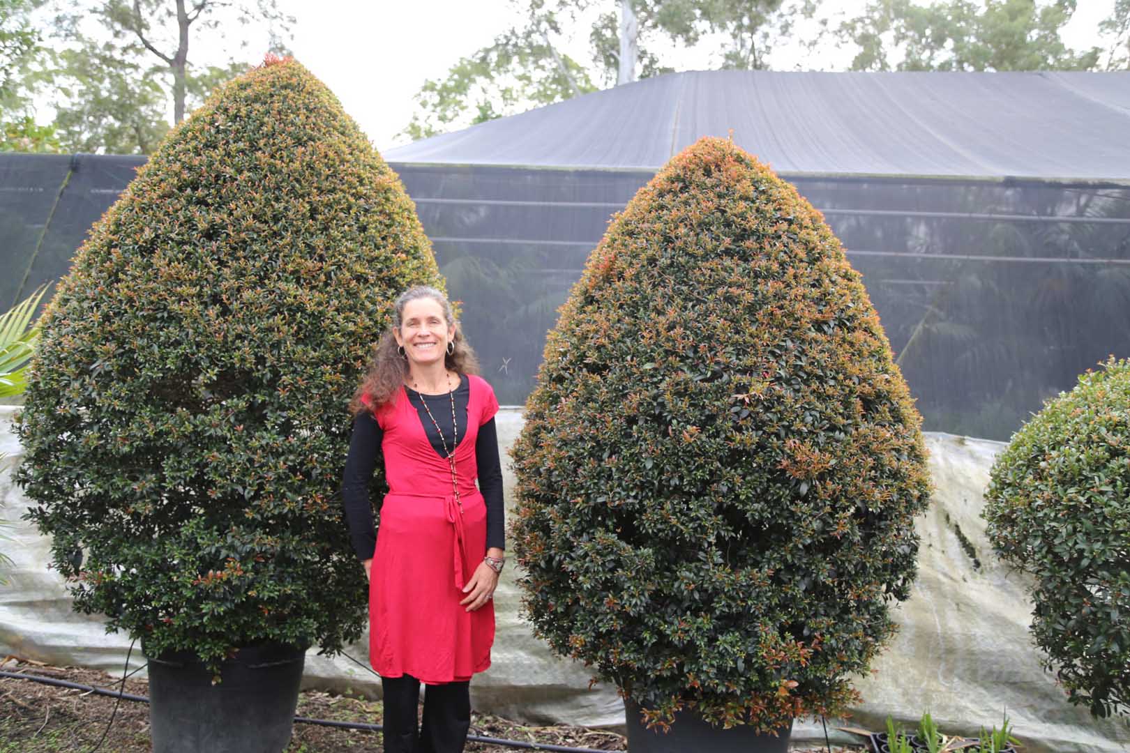 Large Lillypilly topiary