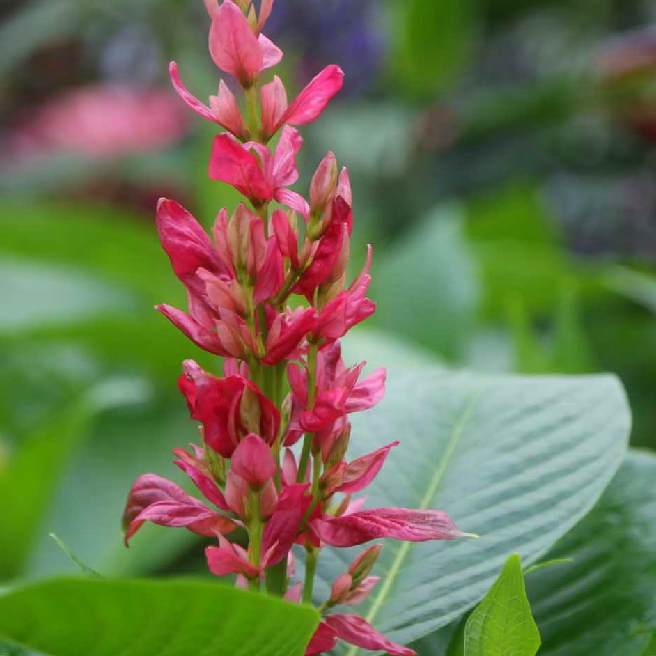 Brazilian Red Cloak is great in shade.