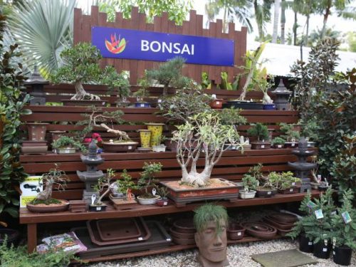 bonsai-002