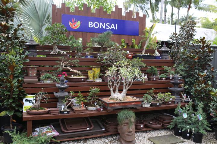 Bonsai Select From A Huge Range Of Bonsai At Oxley Nursery Brisbane