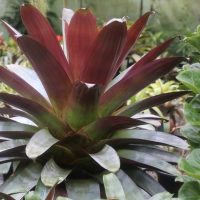 Alcantarea ‘Silver Plum’