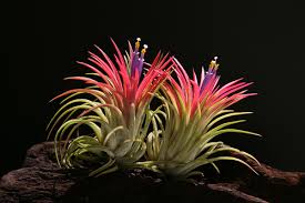 Tillandsia ionantha