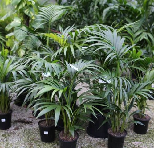 Kentia Palms in Indoor Section