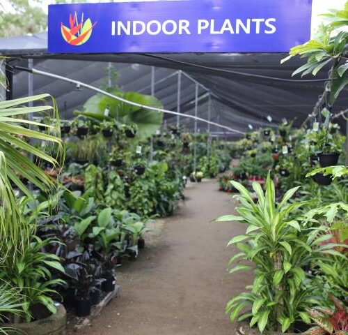 Indoor Plants at Oxley Nursery