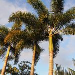 Foxtail Palm (Wodyetia bifurcata)