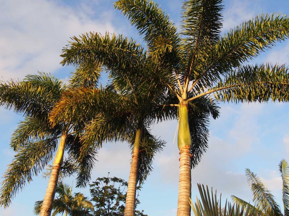 Foxtail Palms at Oxley Nursery, Brisbane