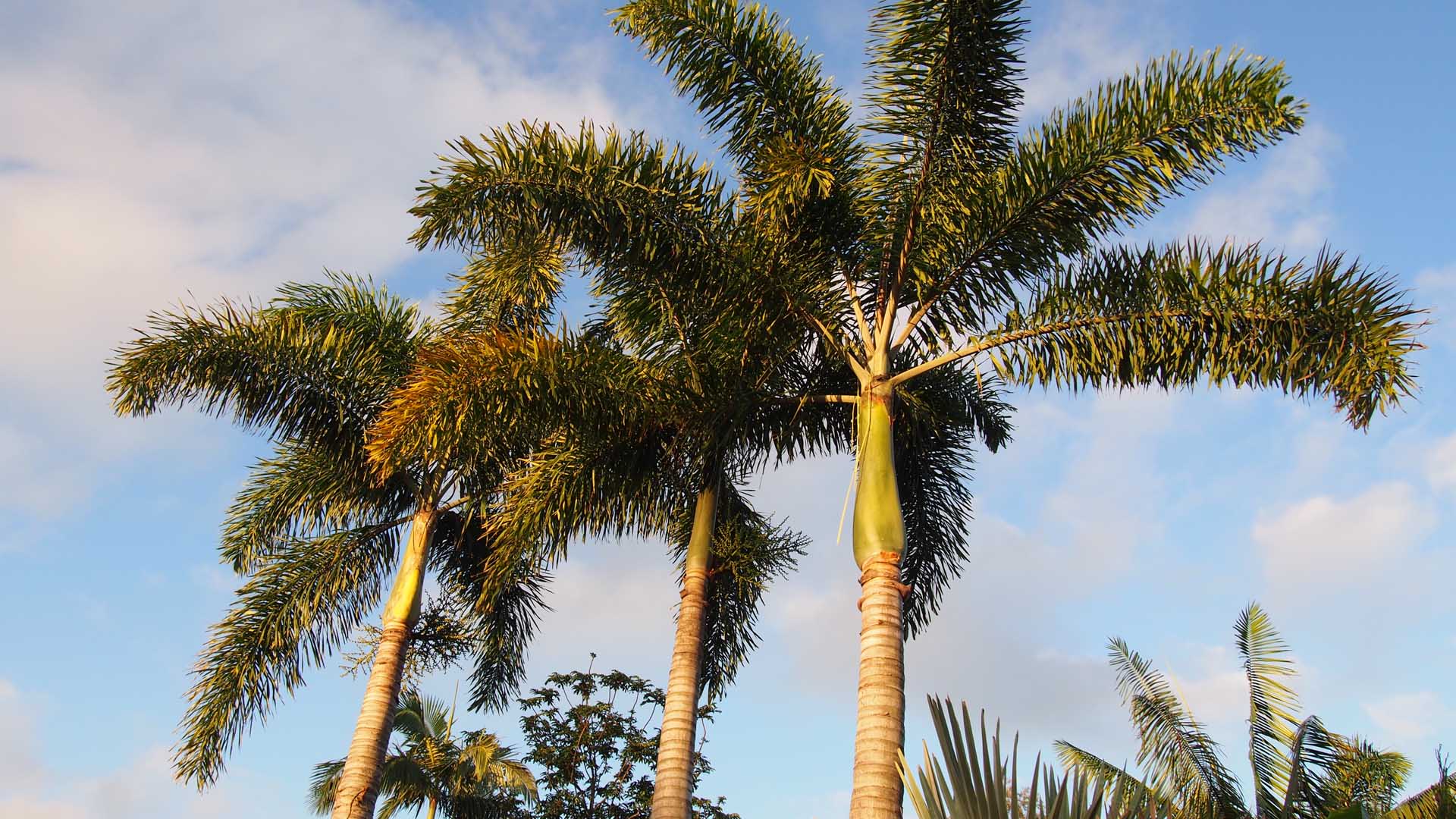 Foxtail Palms at Oxley Nursery, Brisbane