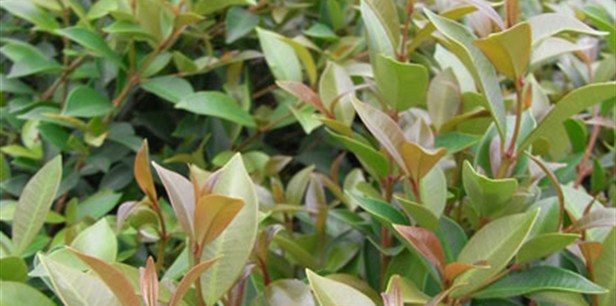 Close up of Baby Boomer foliage