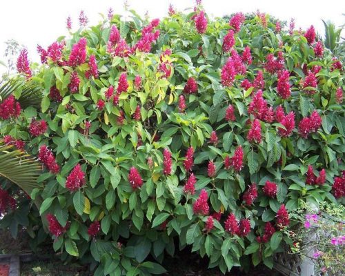 brazilian red cloak