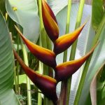 Heliconia ‘Chocolate Dancer’