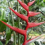 Heliconia ‘Hot Rio Nights’