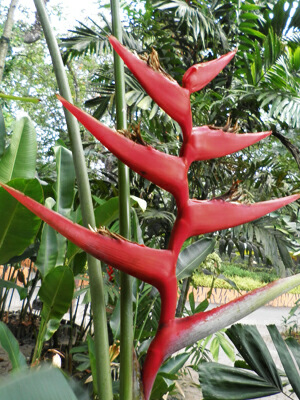 Heliconia Hot Rio Nights flower