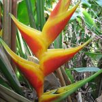 Heliconia ‘Jacquinii’