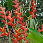 Heliconia ‘Kawauchi’