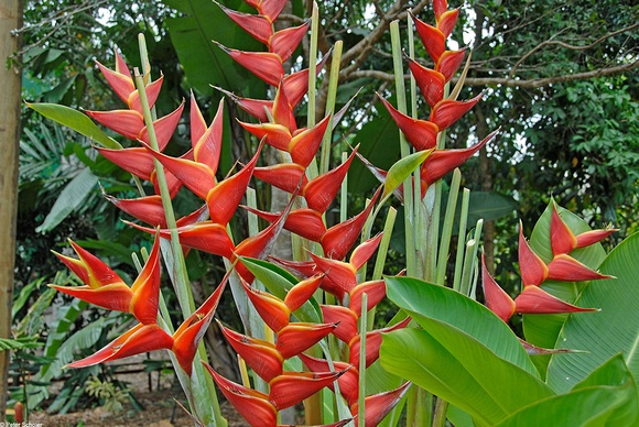 Heliconia 'Kawauchi' - Oxley Nursery