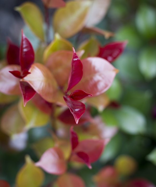 Lillypilly Big Red foliage