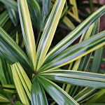 Rhapis Palm (Rhapis excelsa)