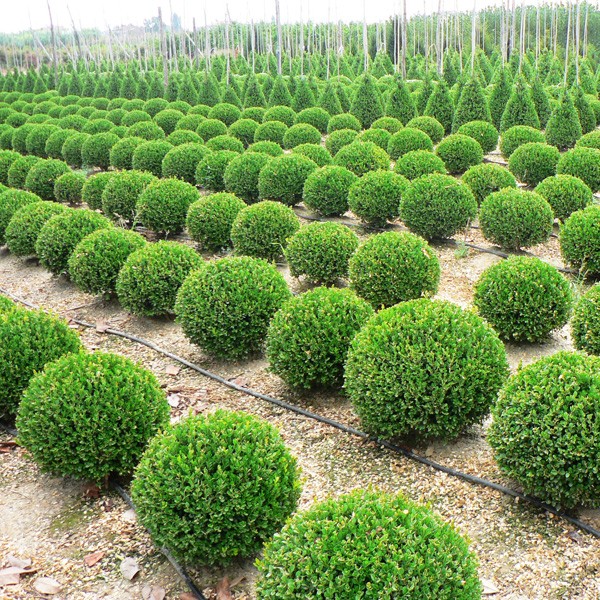 Neatly trimmed Buxus 'Faulkner'