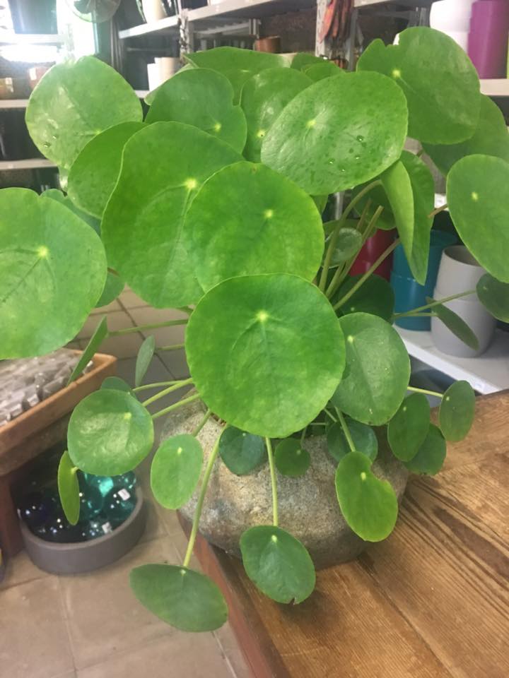 Display specimen of Pilea peperomioides.