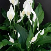 Peace Lily