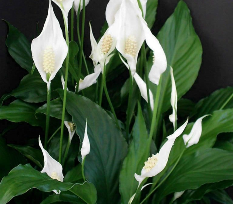 Peace Lily in bloom