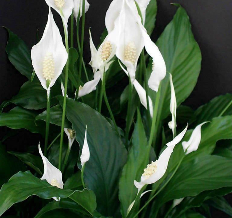 Peace Lily in bloom