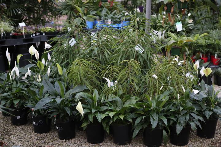 Peace Lilies at Oxley Nursery