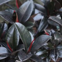 Rubber Fig (Ficus elastica)