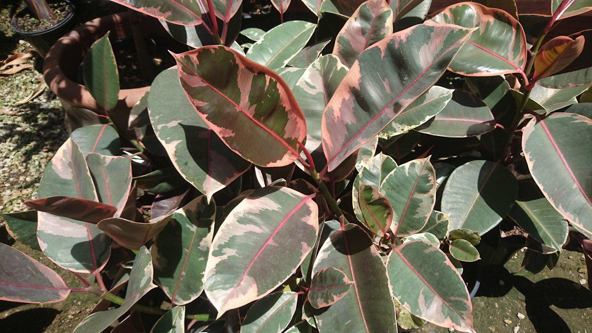Ficus 'Ruby' at Oxley Nursery