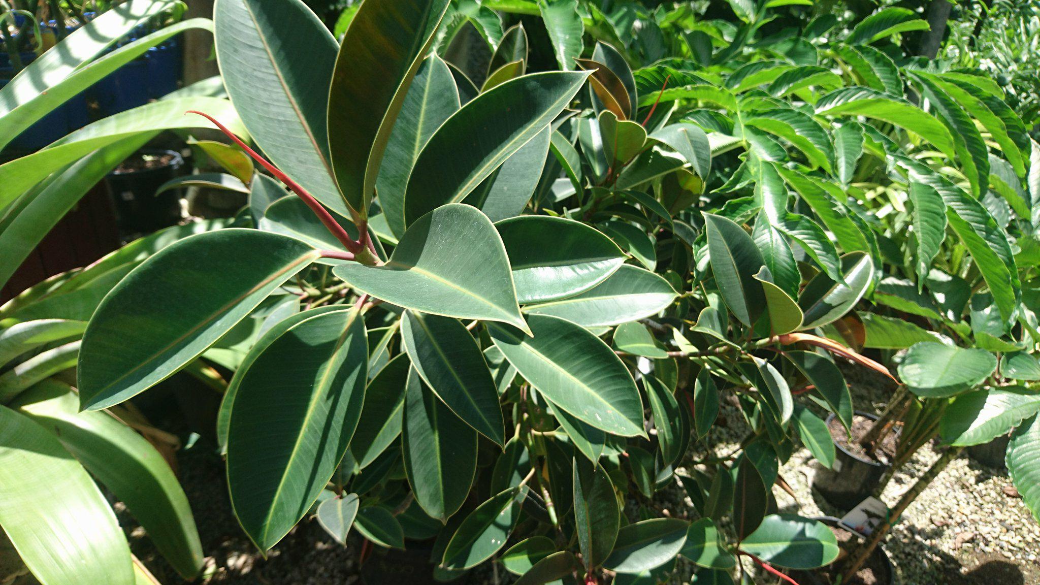Small leaf form of Rubber Fig