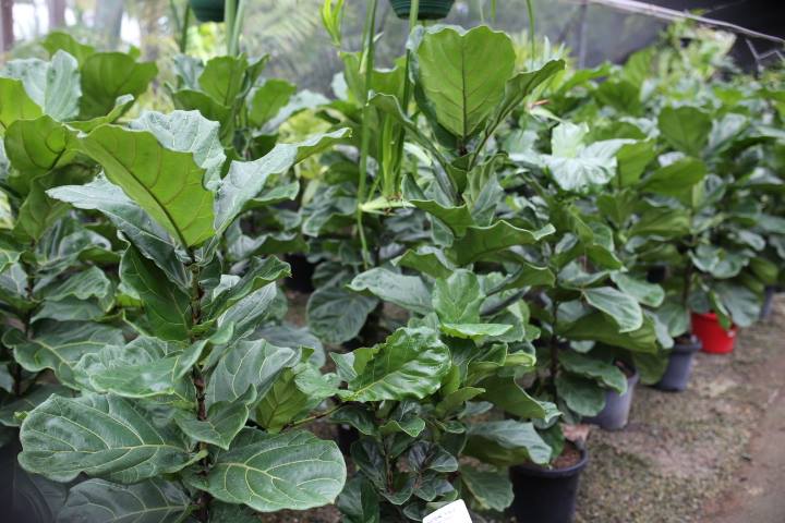 Fiddle Leaf Figs @ Oxley Nursery