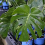 Fruit Salad Plant (Monstera)