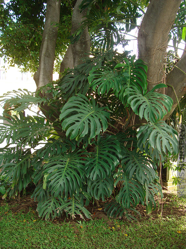 Fruit Salad Plant (Monstera) Plant Profile Oxley Nursery, Brisbane
