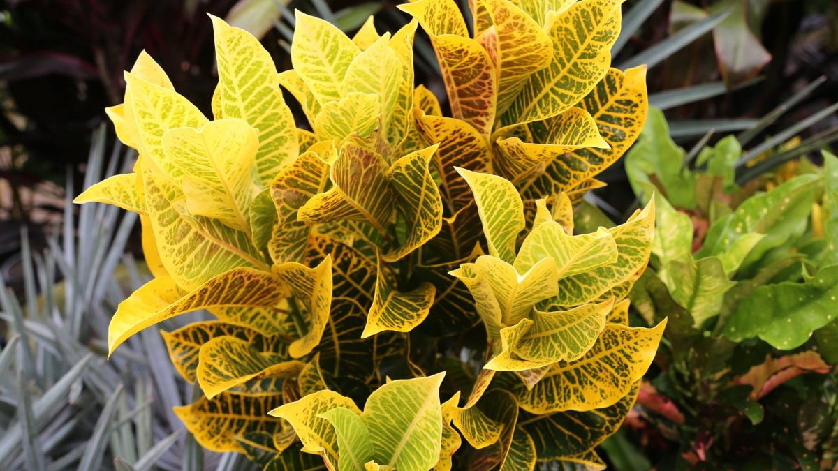 Croton (Codiaeum) Plant Profile Oxley Nursery, Brisbane