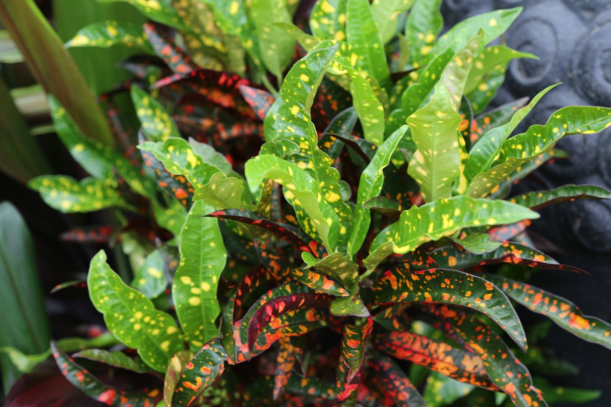 Croton (Codiaeum) - Plant Profile - Oxley Nursery, Brisbane