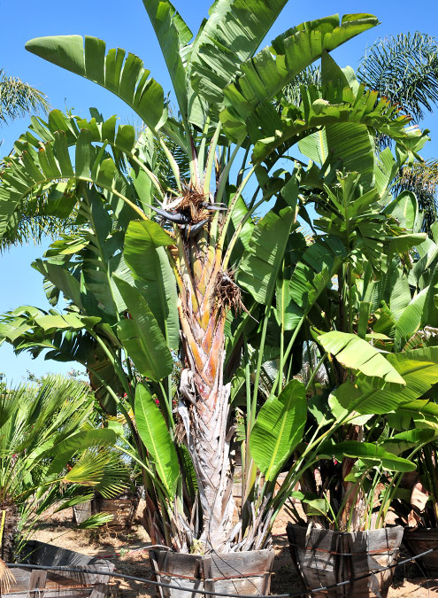 Giant Bird Of Paradise Bamboo South Coast