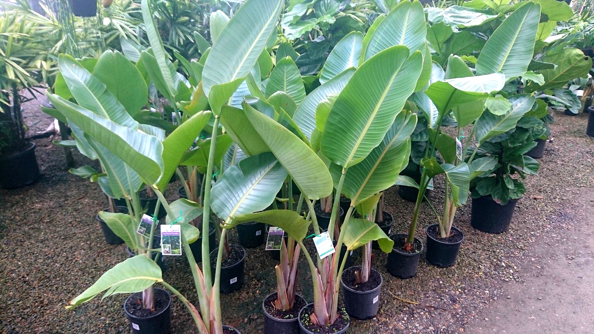 Giant Bird Of Paradise Bamboo South Coast