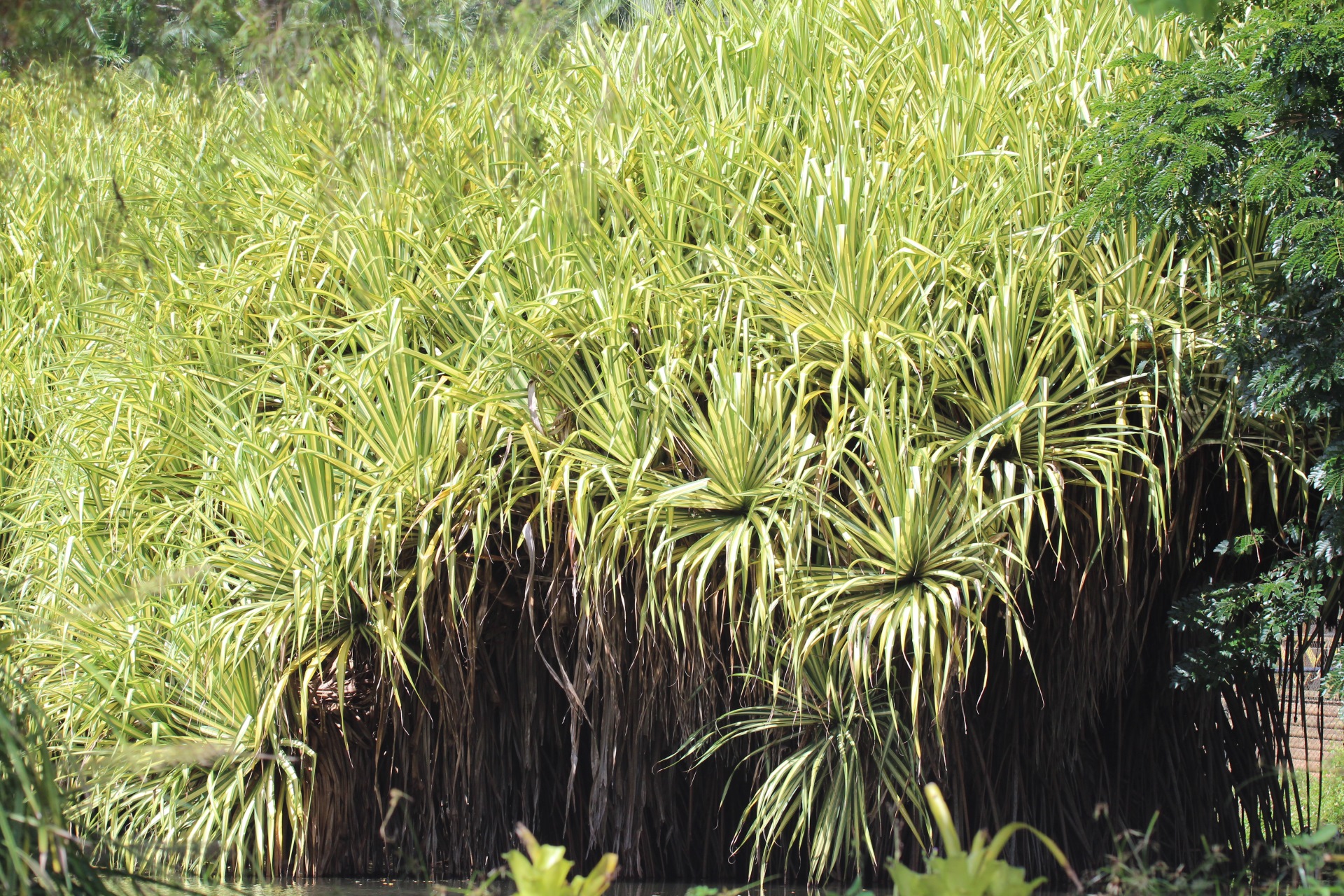 Pandanus baptistii in Cairns