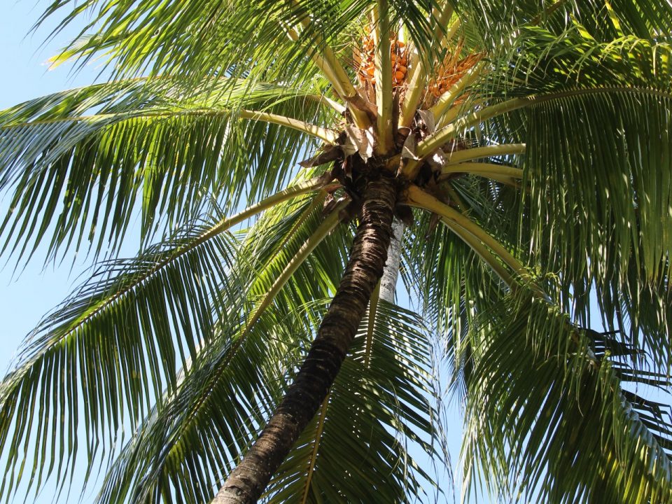 Coconut Palm in Cairns