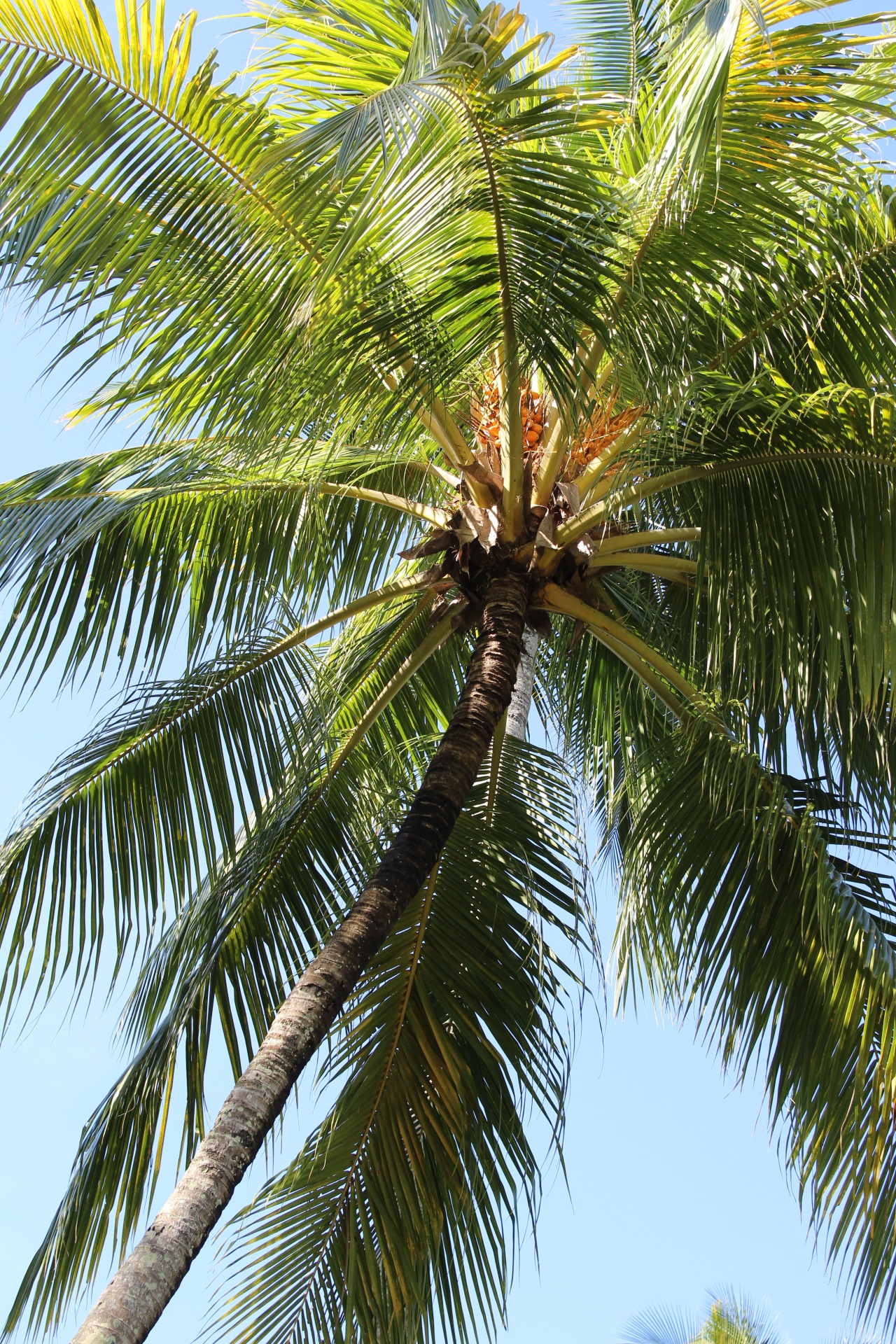 coconut palm - plant profile - oxley nursery - brisbane garden centre