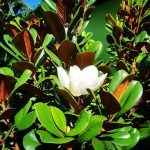 Magnolia ‘Teddy Bear’